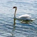 Beausoleil Xl-geneva, Lake, Mountains-full Stay-spa Optional Extra Fee